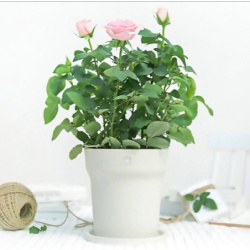 Цветочный горшок с функцией мониторинга почвы Xiaomi Youpin Flora Smart Flower Pot за $29.38